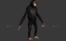 黑猩猩-Сhimp 3D model-22-0