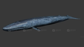 生物蓝鲸 Biologic blue whale 9