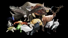 【UE】完整动物包  Complete Animals Pack
