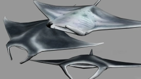 蝠鲼 MantaRay 16