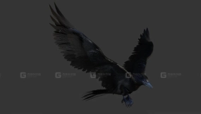 乌鸦 Crow 0