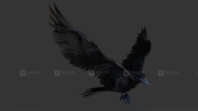 乌鸦 Crow 0