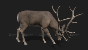 逼真鹿3D模型 2.0 Realistic Deer 3D Model 2.0