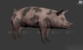 猪 Pig 28