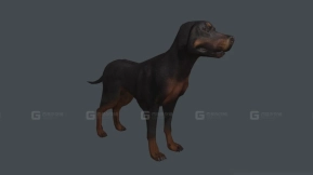 狗 Dog 24
