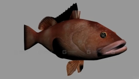 红石斑鱼 RedGrouper 13