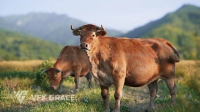 黄牛模型 VFX Grace – Cattle Cow Animation