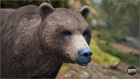 【UE】动物王国 - 棕熊（雄性）  Animalia - Brown Bear (male)