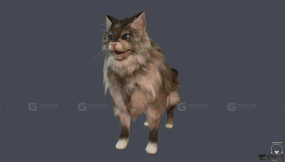 甜美的夏尔库瓦猫 Sweet Shalquoir cat 8