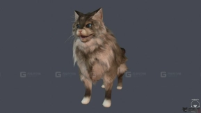 甜美的夏尔库瓦猫 Sweet Shalquoir cat 8