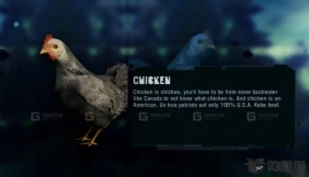 鸡 Chicken 14