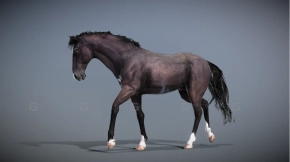 黑色西班牙野马 Horse — Spanish Mustang ( Black )