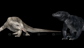 科莫多龙-Comodo drage 3D model-0-0