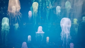 【UE】水母特效  Jellyfish