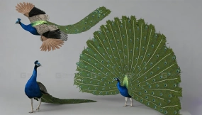 孔雀 Peacock-0