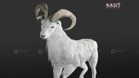 白绵羊动画  White Ovis Animated