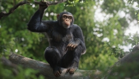 黑猩猩模型 Chimpanzee Animated