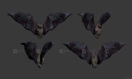蝙蝠 Bat 7