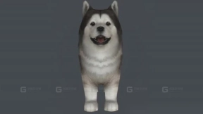 阿拉斯加雪橇犬 Malamute 20