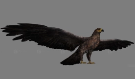 鹰 Eagle 1