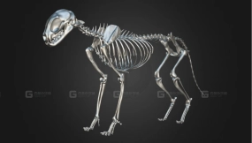 猫骨架3D模型 Cat Skeleton 3D Model