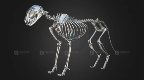 猫骨架3D模型 Cat Skeleton 3D Model