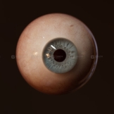 真实眼球眼睛模型