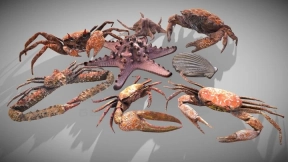 贝类组合模型 - Composition Shellfish