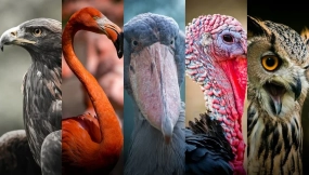 828张艺术家的鸟类参考包 Birds Reference Pack For Artists 828 JPEGs