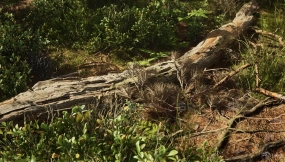 【UE】苏格兰松树森林生物群落 RB - RealBiomes Scots Pine Forest Biome - Trees, Landscape, Pine Forest, Grass