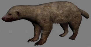 蜜獾 Ratel Gulo 0