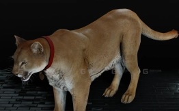 孤岛惊魂_动物_桃子 FarCry5_Anml_Peaches-0