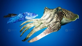 【UE】乌贼伪装  Cuttlefish Camouflage