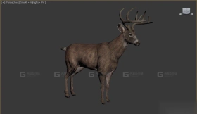 鹿 Deer 29
