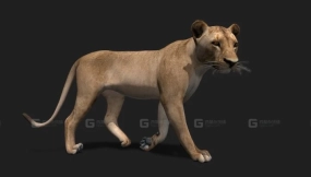 逼真母狮3D模型 2.0 Realistic Lioness 3D Model 2.0