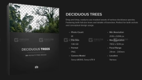 树木树枝贴图 Deciduous Trees