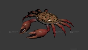 螃蟹 Crab 7
