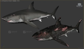 大角鸮 Great horned 6