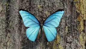 逼真蝴蝶3D模型包 Butterfly Realistic 3D Model Pack