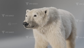 北极熊模型 Polar Bear Rigged
