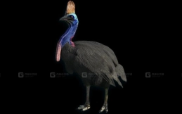 鹤鸵 Cassowary 15