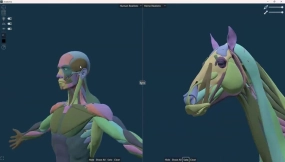 请查阅比较动物解剖学参考工具Anastomia