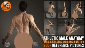 360+ 运动男性解剖结构 - 背部、肩部和手臂动态  360+ Athletic Male Anatomy- Back, Shoulders and Arms in Motion