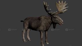 驼鹿 Moose 11