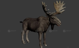 驼鹿 Moose 11