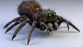 跳蛛  Jumping Spider