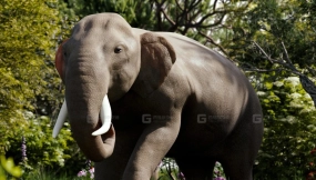 大象（IK骨骼绑定）  Elephant (Ik Rigged)