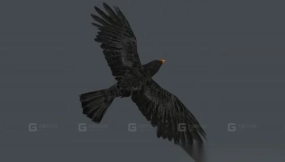 乌鸦 crow 2