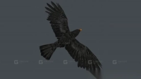 乌鸦 crow 2