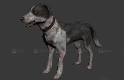狗 Dog 5